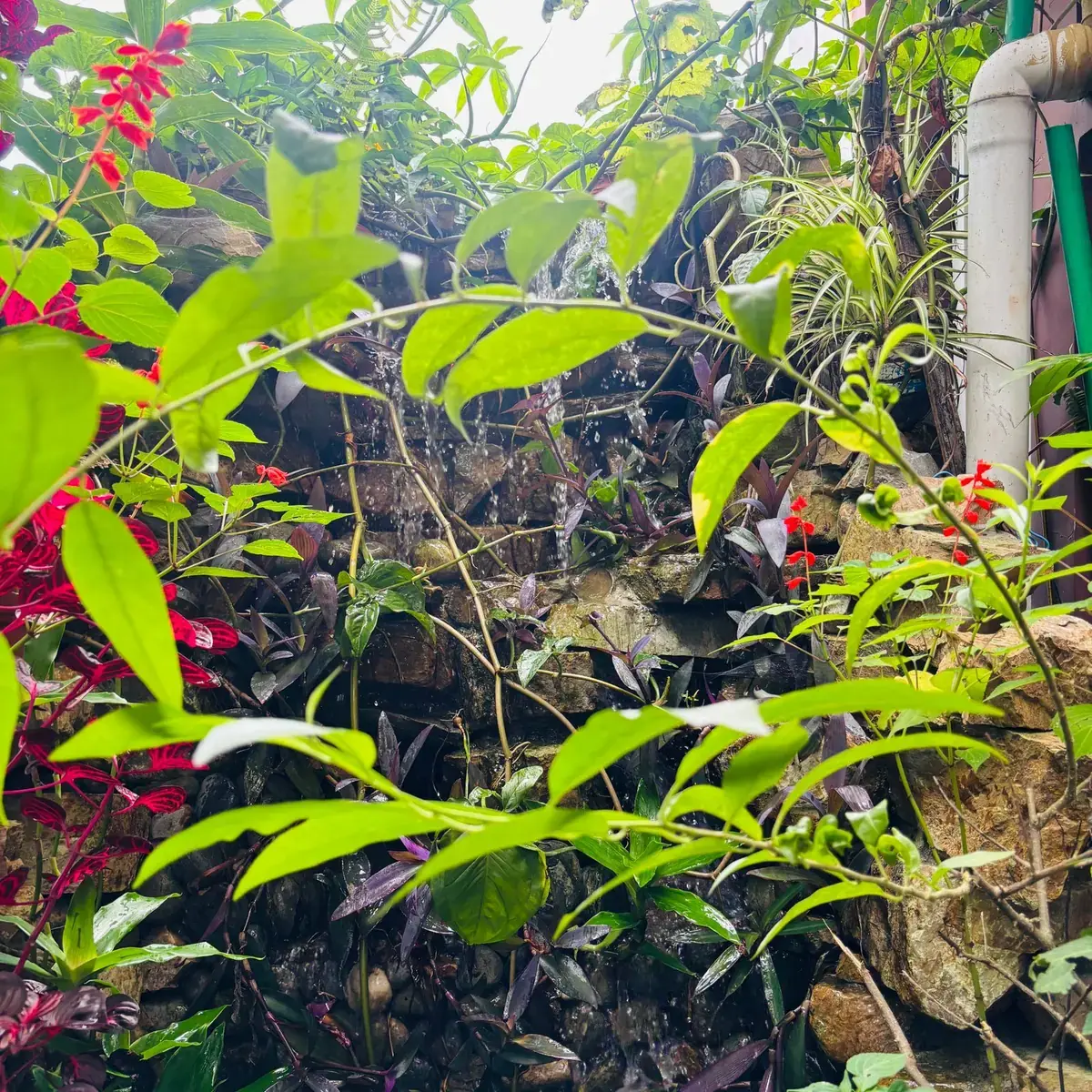 Lush garden waterfall surrounded by colourful plants